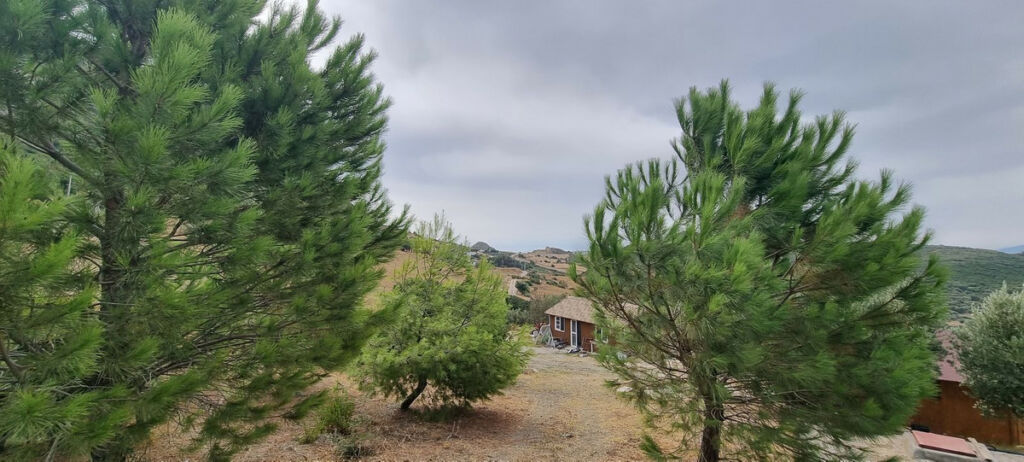 Finca - Cortijo Casares Málaga - imagen 10