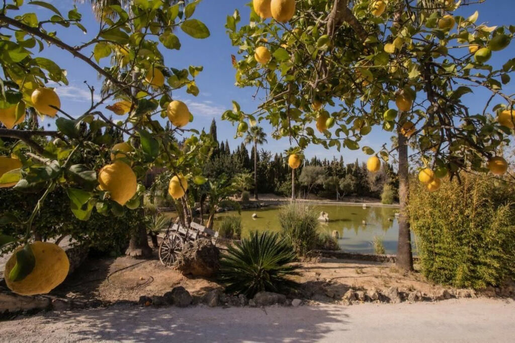 Finca - Cortijo Arcos de la Frontera Cádiz - imagen 3
