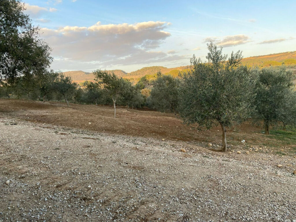 Finca - Cortijo Arcos de la Frontera Cádiz - imagen 34