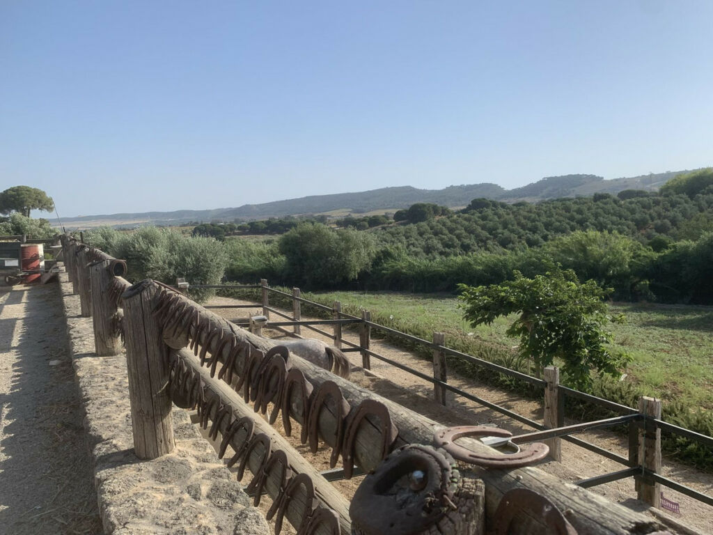 Finca - Cortijo Arcos de la Frontera Cádiz - imagen 40