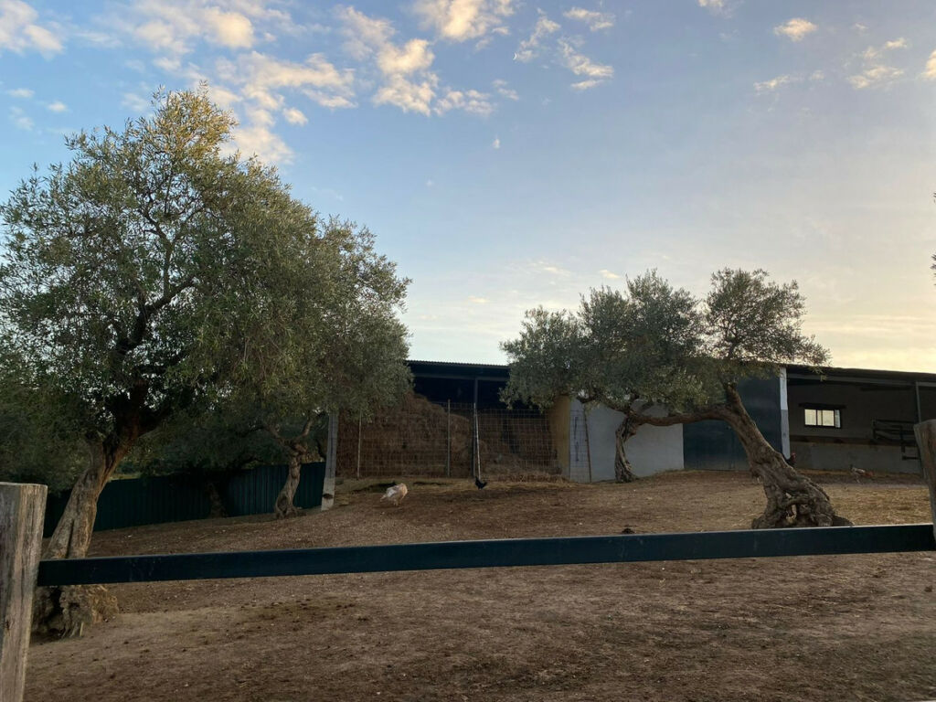 Finca - Cortijo Arcos de la Frontera Cádiz - imagen 56