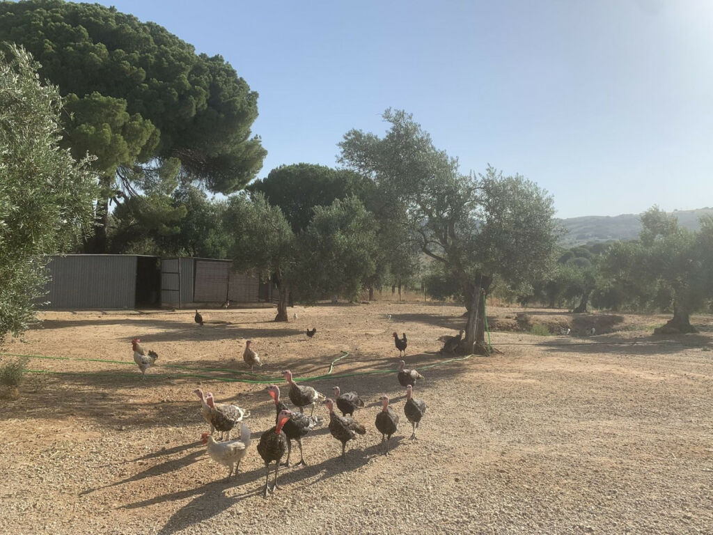 Finca - Cortijo Arcos de la Frontera Cádiz - imagen 57