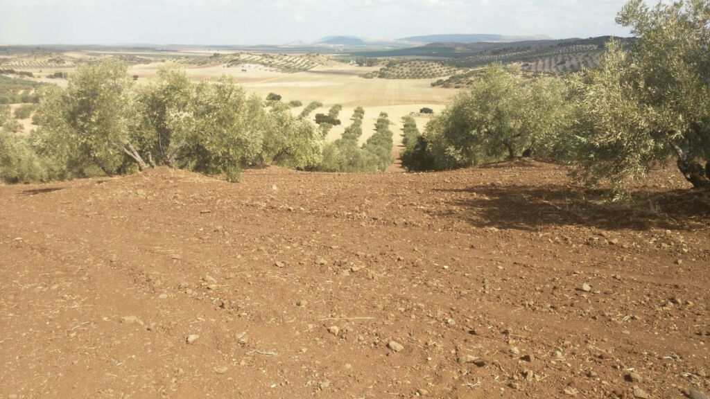 Finca - Cortijo Antequera Málaga - imagen 11
