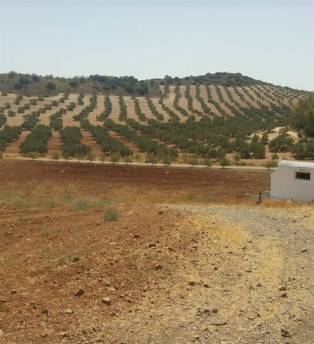 Finca - Cortijo Antequera Málaga - imagen 8