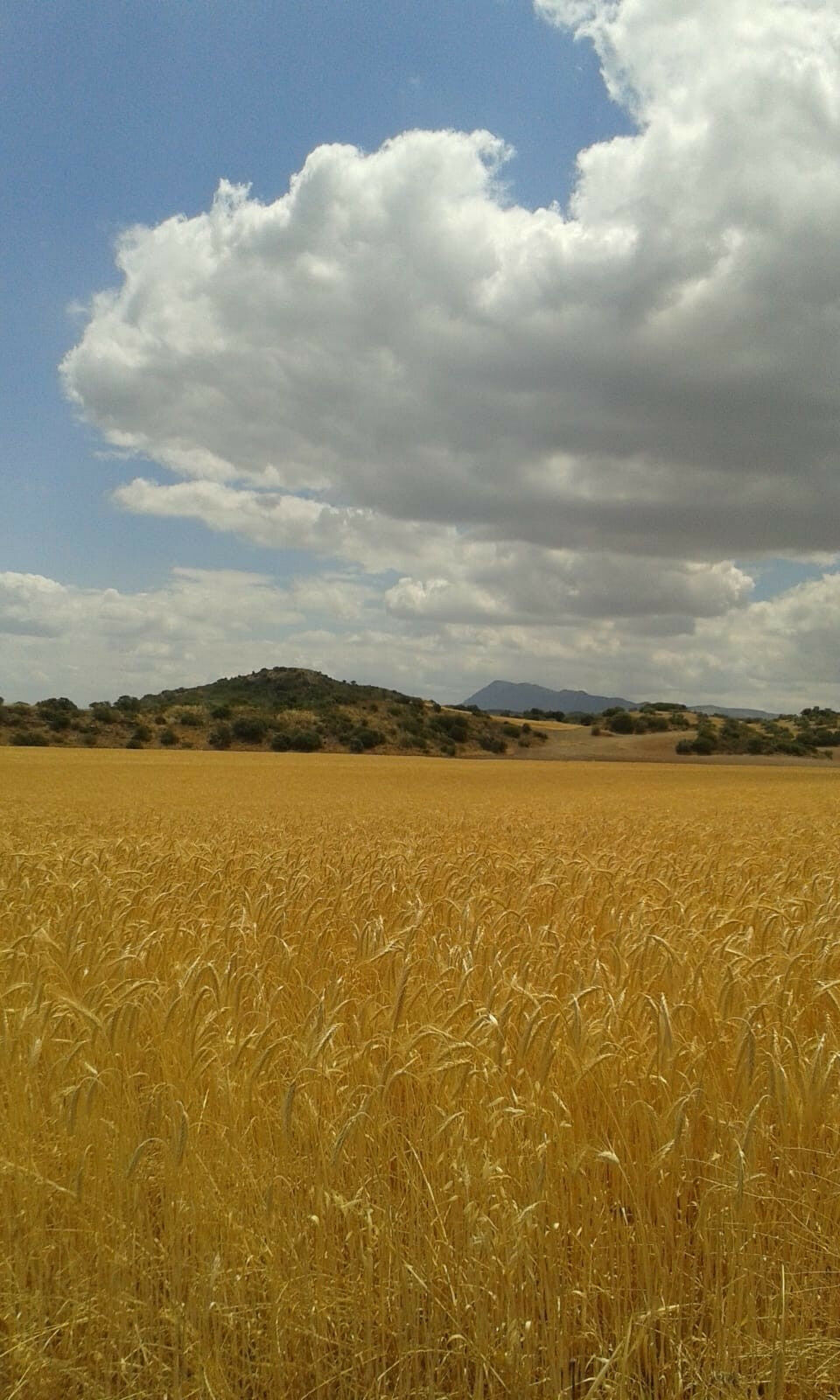 Finca - Cortijo Antequera Málaga - imagen 9