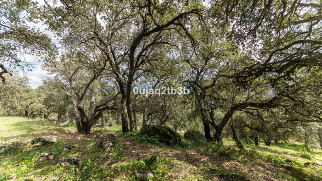 Finca - Cortijo Cortes de la Frontera Málaga - imagen 22