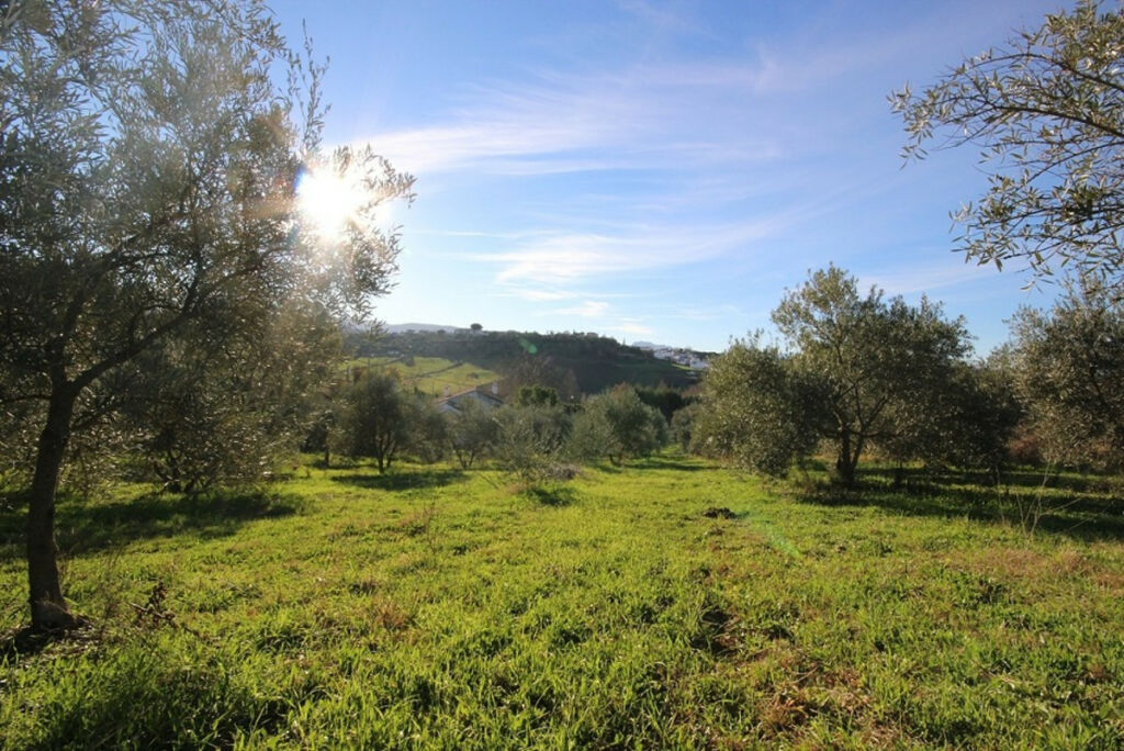 Finca - Cortijo Ronda Málaga - imagen 6