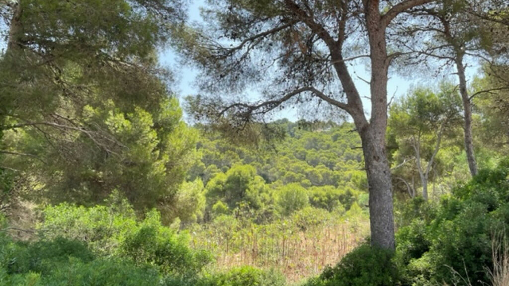 Land Javea Alicante - image 3