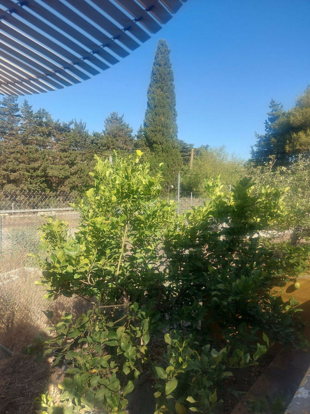 Finca - Cortijo San Enrique Cádiz - zdjęcie 10