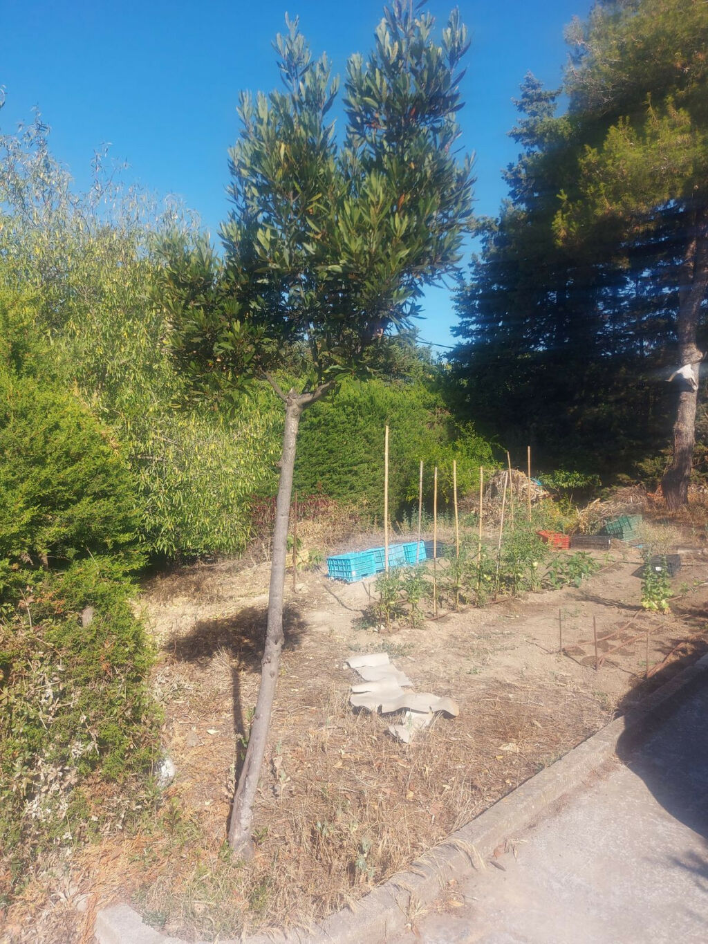 Finca - Cortijo San Enrique Cádiz - zdjęcie 8