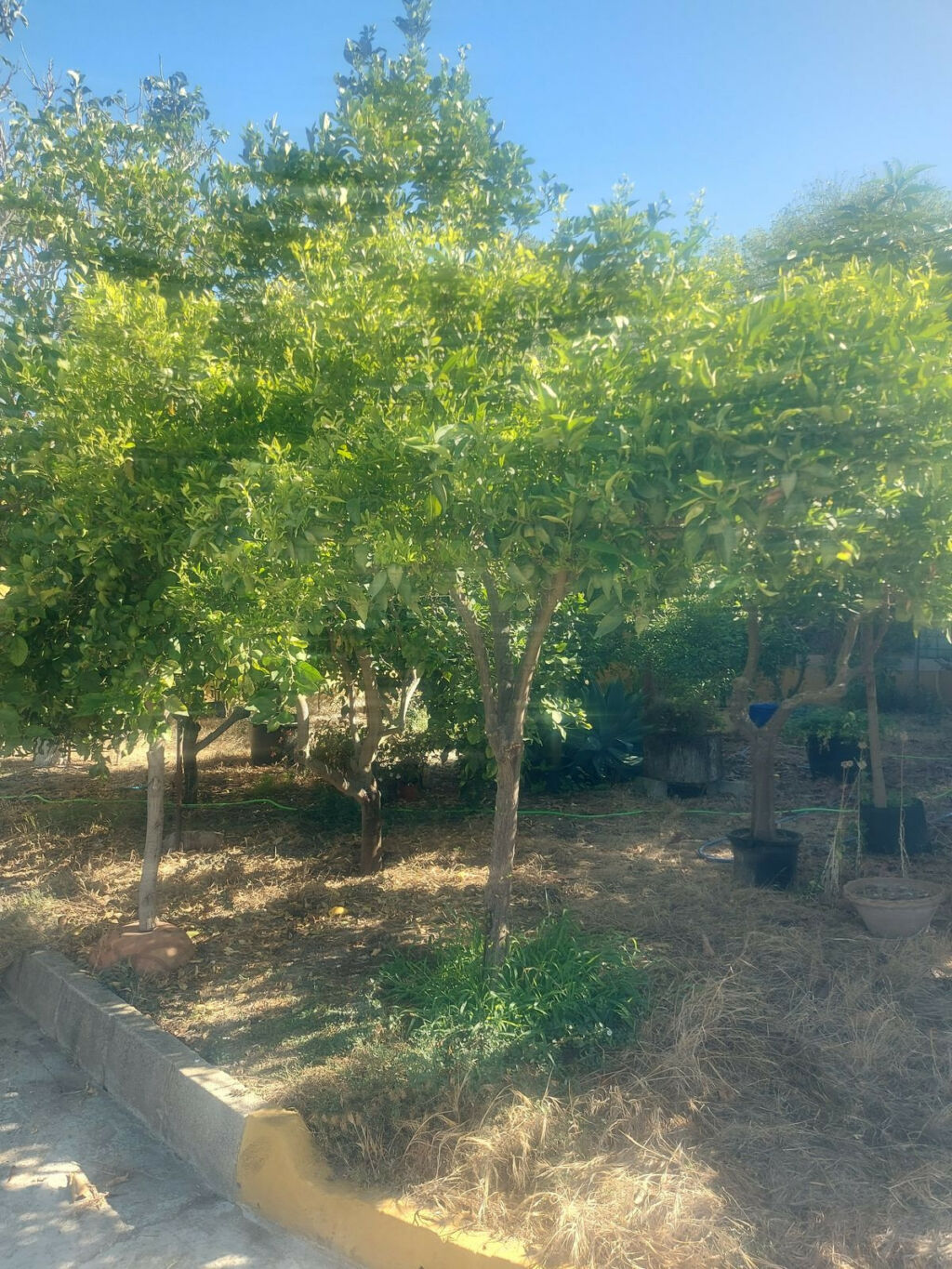 Finca - Cortijo San Enrique Cádiz - zdjęcie 9
