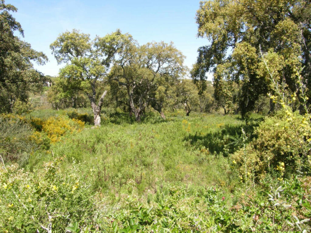 Residential Plot San Roque Club Cádiz - zdjęcie 2