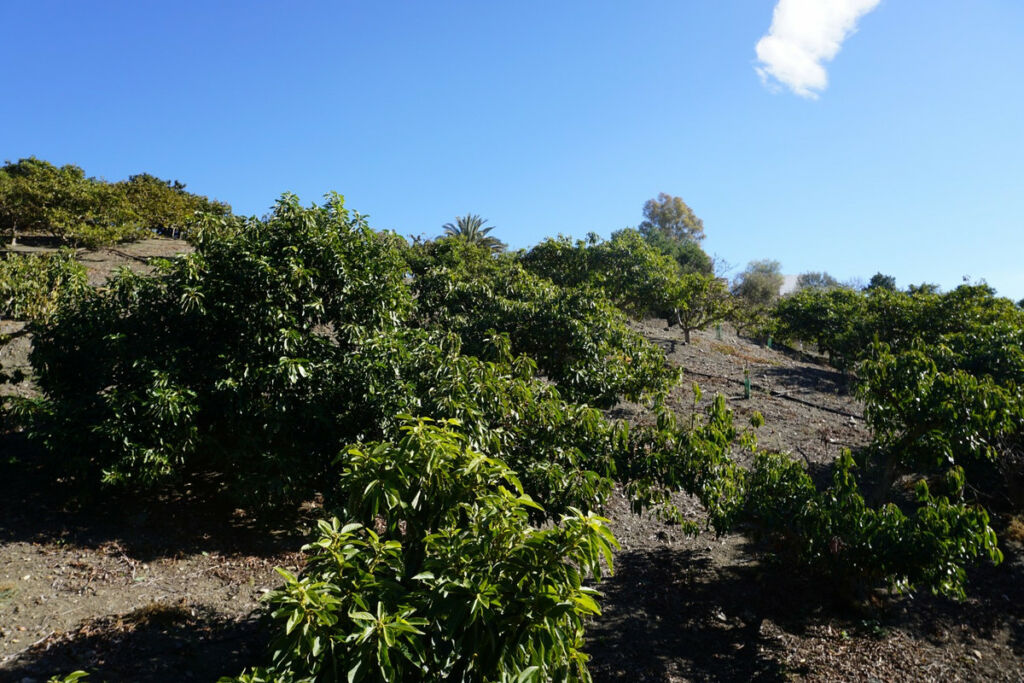 Finca - Cortijo La Viñuela Málaga - Bild 10