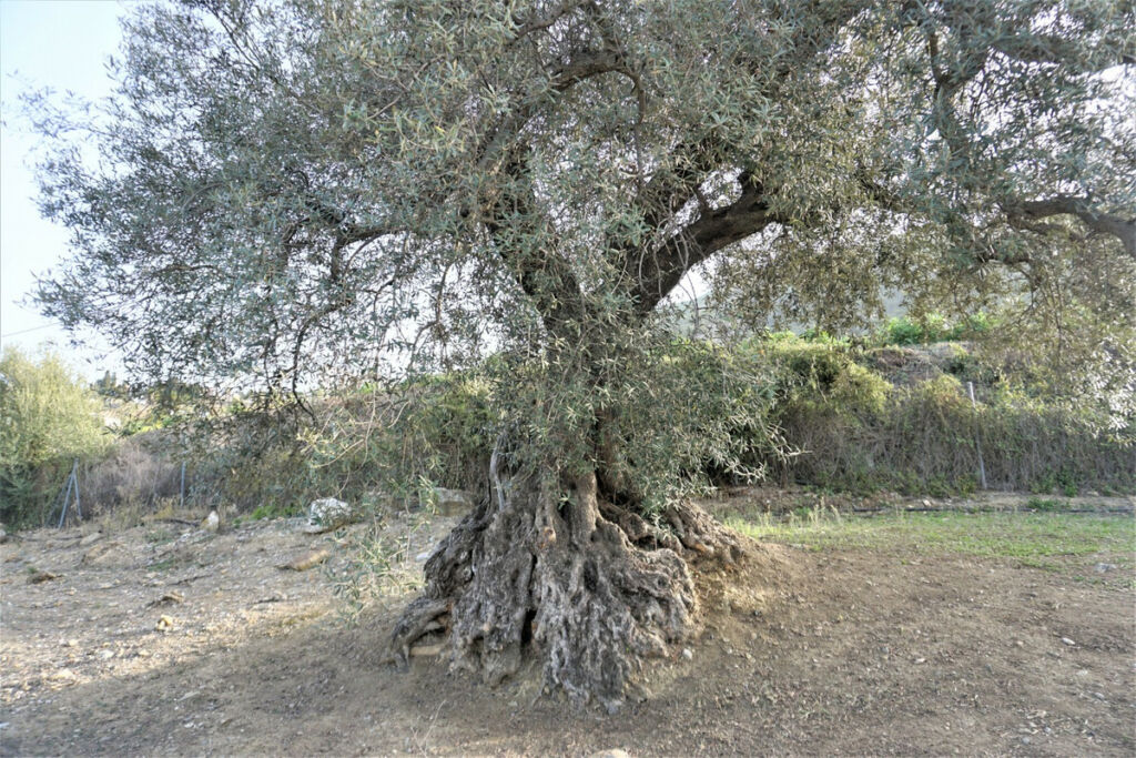 Finca - Cortijo Alcaucín Málaga - Bild 11