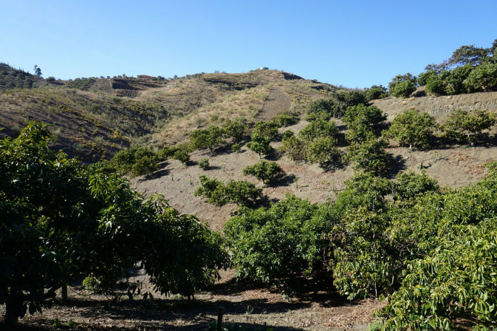 Finca - Cortijo La Viñuela Málaga - Bild 11