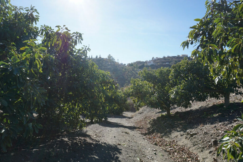 Finca - Cortijo La Viñuela Málaga - Bild 13
