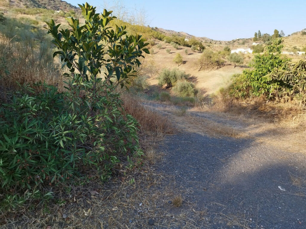 Finca - Cortijo Canillas de Aceituno Málaga - Bild 20