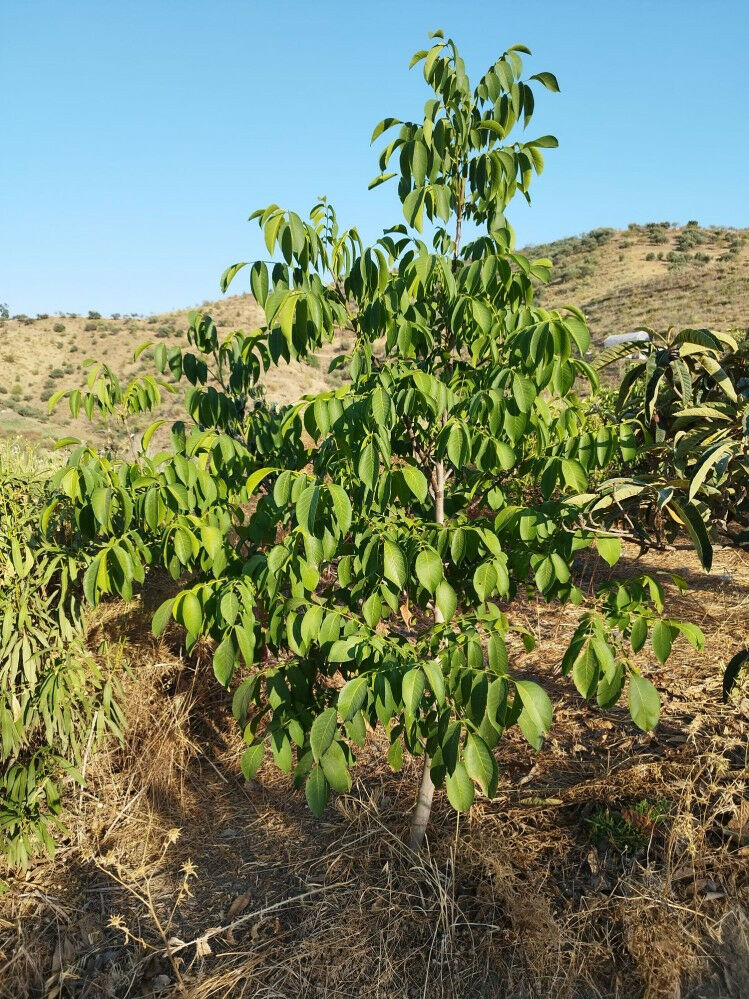 Finca - Cortijo Canillas de Aceituno Málaga - Bild 21