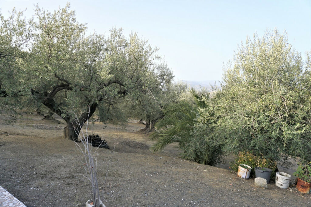 Finca - Cortijo Alcaucín Málaga - Bild 38