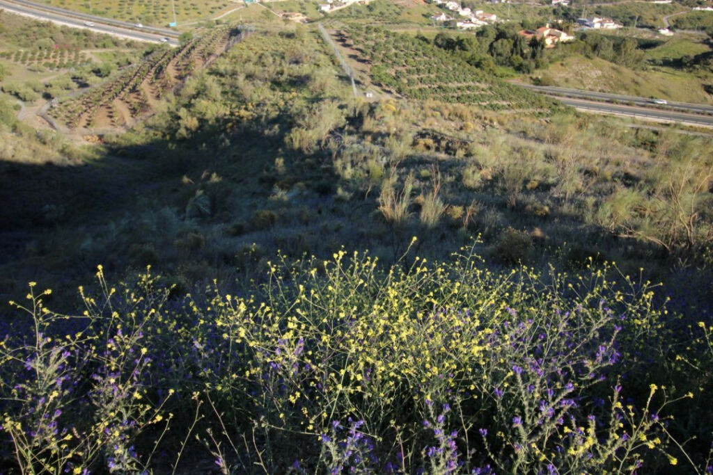 Land Benajarafe Málaga - imagen 5