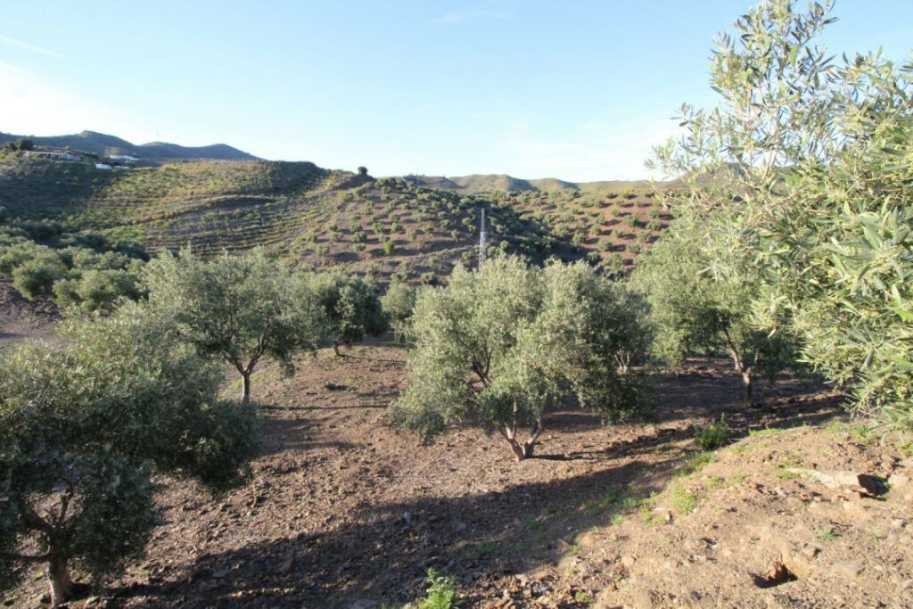 Land Benajarafe Málaga - imagen 6