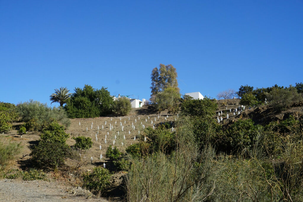 Finca - Cortijo La Viñuela Málaga - Bild 6