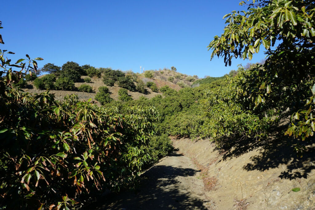 Finca - Cortijo La Viñuela Málaga - Bild 7