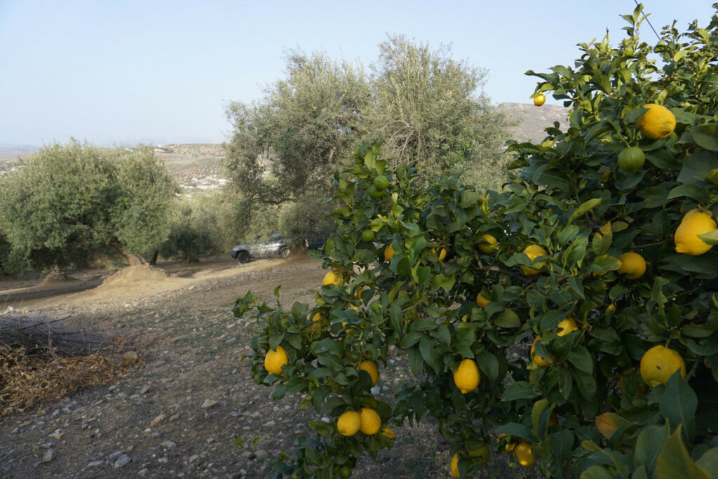 Finca - Cortijo Alcaucín Málaga - Bild 7