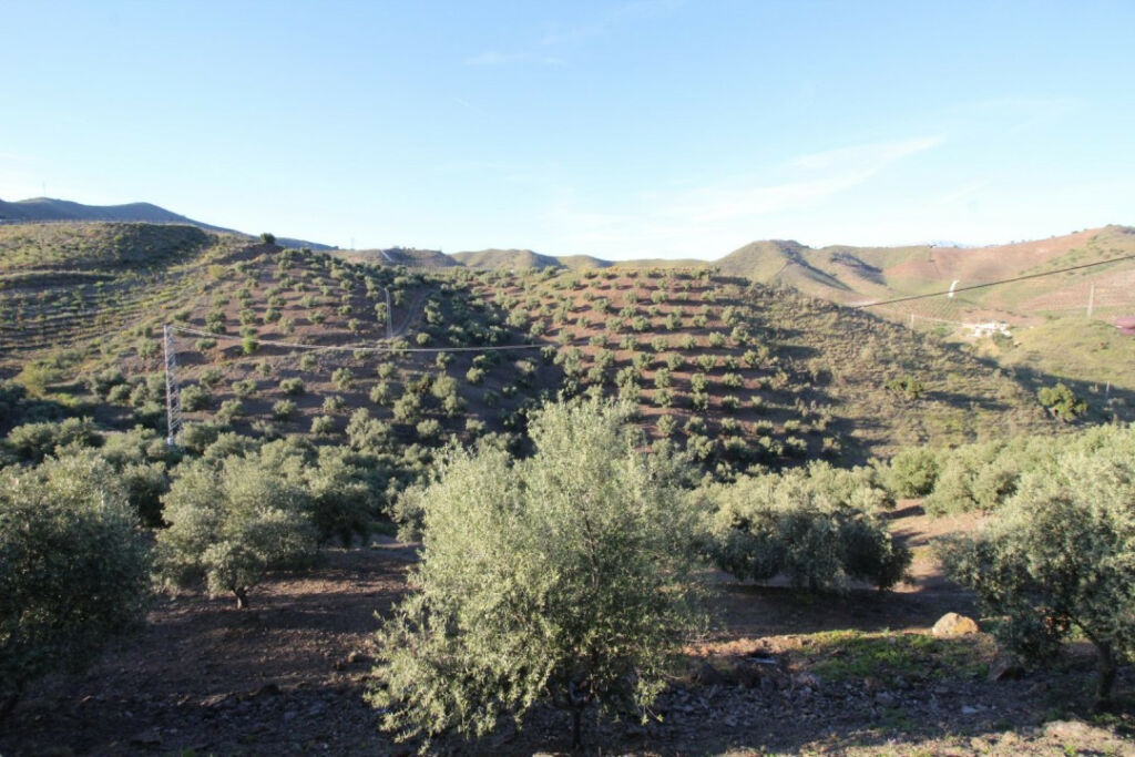 Land Benajarafe Málaga - imagen 8