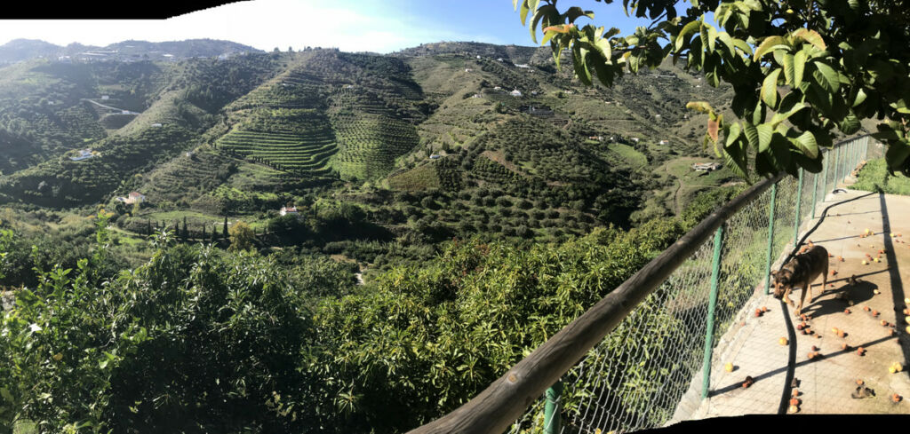 Finca - Cortijo Frigiliana Málaga - imagen 13