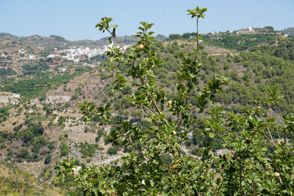 Finca - Cortijo Yunquera Málaga - Bild 14