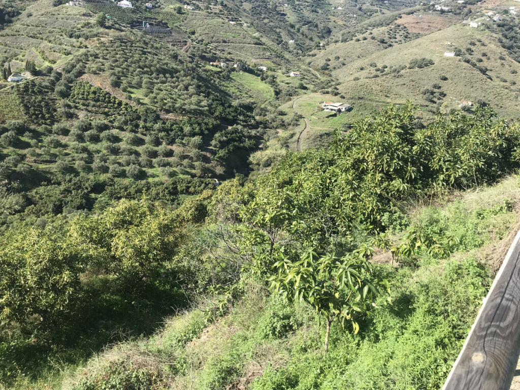 Finca - Cortijo Frigiliana Málaga - imagen 15