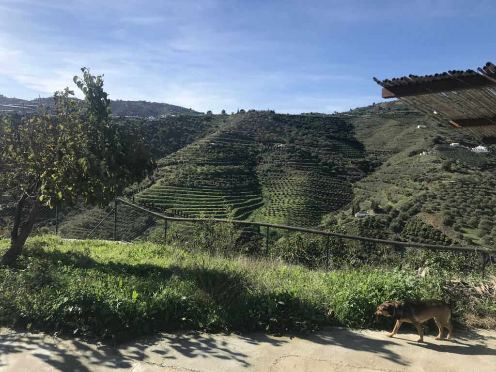 Finca - Cortijo Frigiliana Málaga - imagen 16