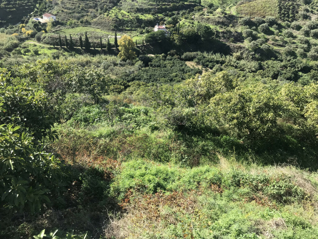 Finca - Cortijo Frigiliana Málaga - imagen 17
