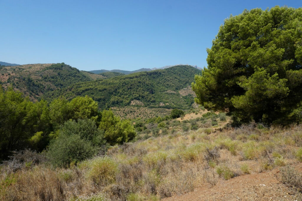 Finca - Cortijo Yunquera Málaga - Bild 18