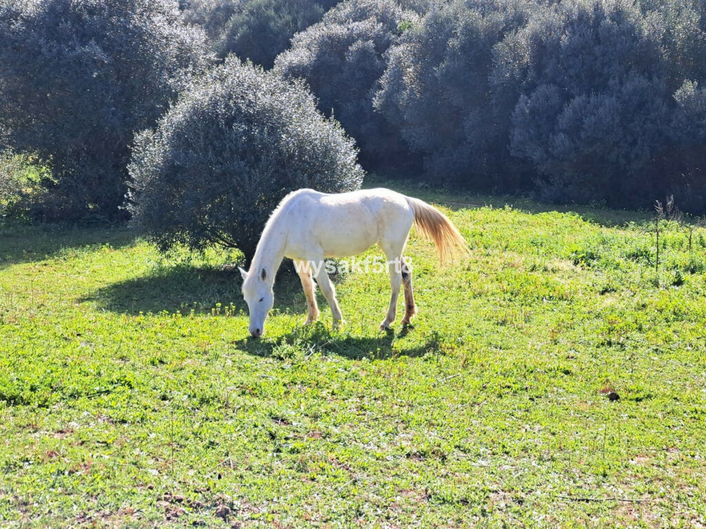 Land San Roque Cádiz - imagen 2