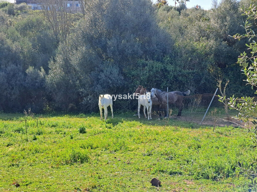 Land San Roque Cádiz - imagen 8