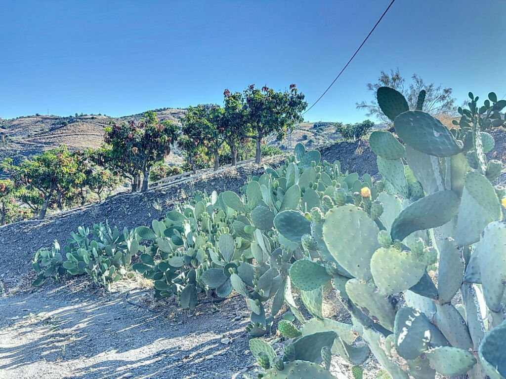 Finca - Cortijo Benamargosa Málaga - imagen 14