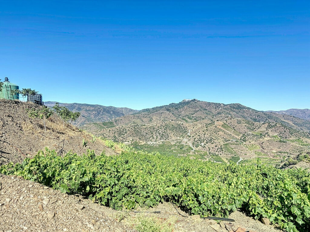 Finca - Cortijo Benamargosa Málaga - imagen 15