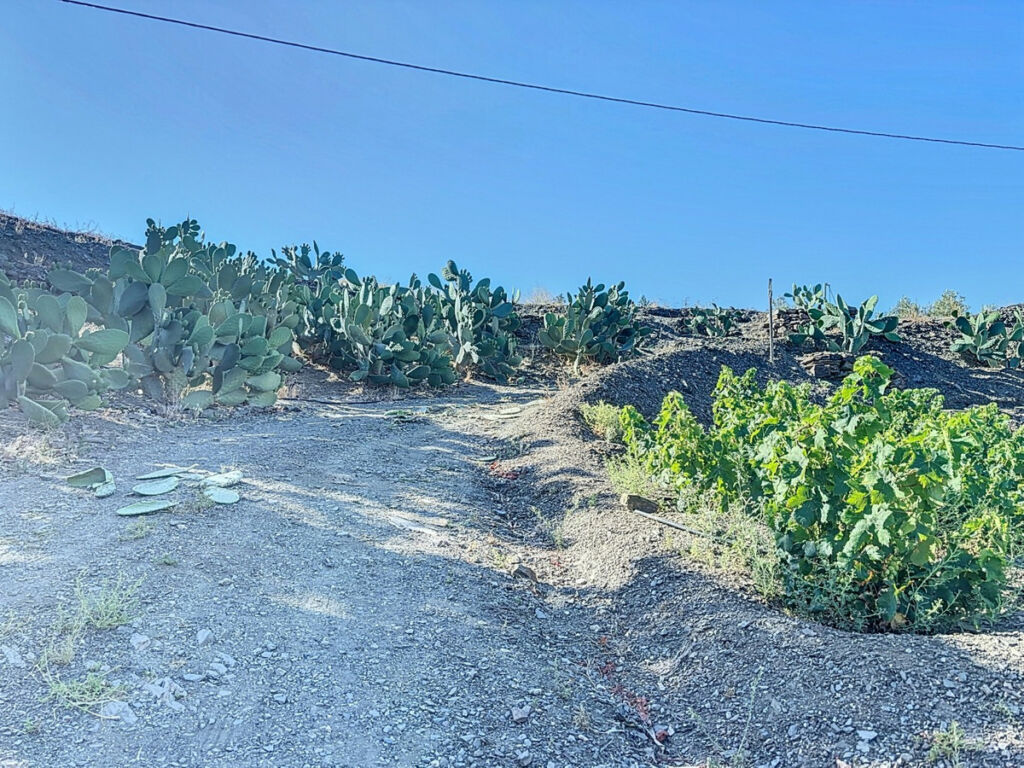 Finca - Cortijo Benamargosa Málaga - imagen 17
