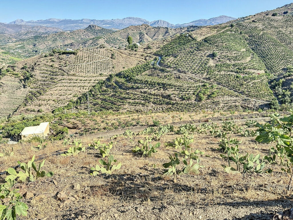 Finca - Cortijo Benamargosa Málaga - imagen 18