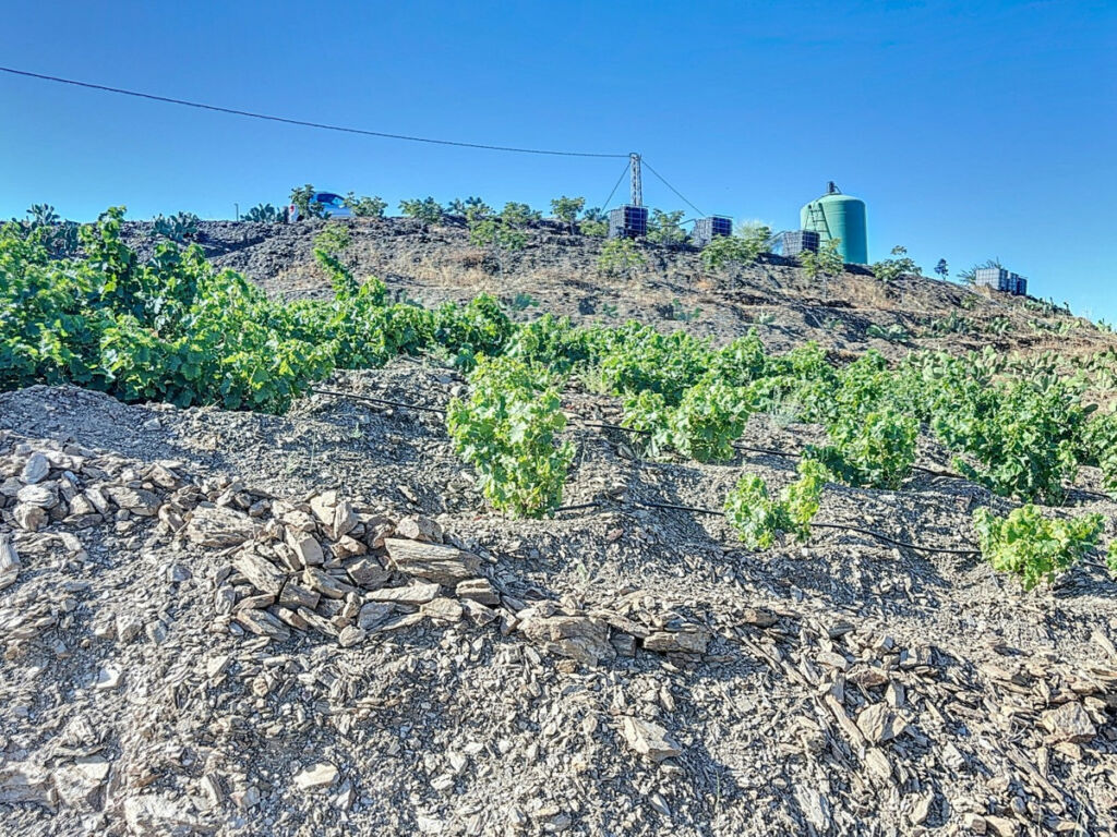 Finca - Cortijo Benamargosa Málaga - imagen 19