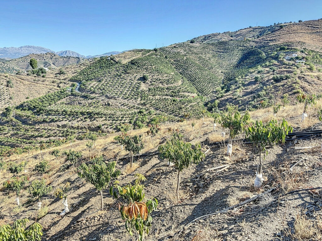 Finca - Cortijo Benamargosa Málaga - imagen 23
