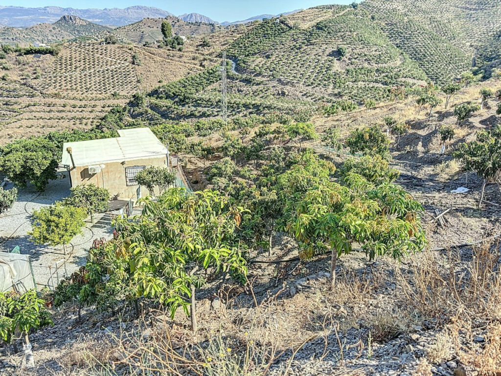 Finca - Cortijo Benamargosa Málaga - imagen 25