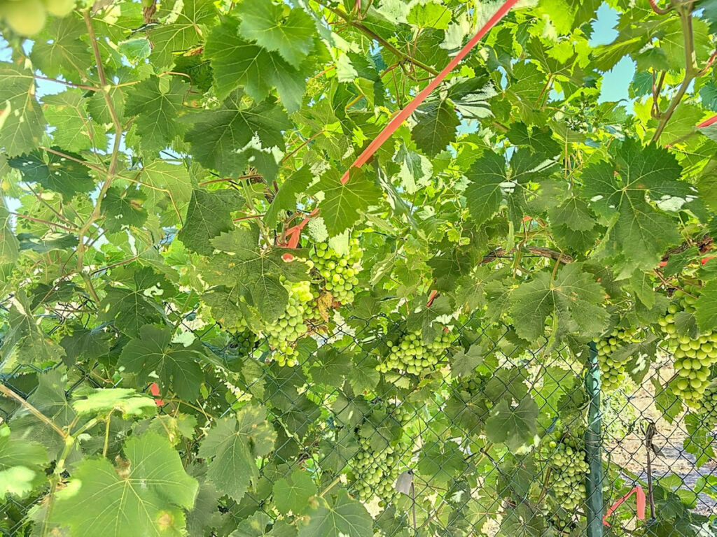Finca - Cortijo Benamargosa Málaga - imagen 32