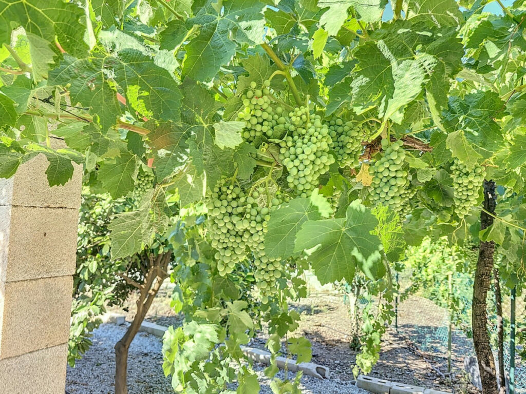 Finca - Cortijo Benamargosa Málaga - imagen 33