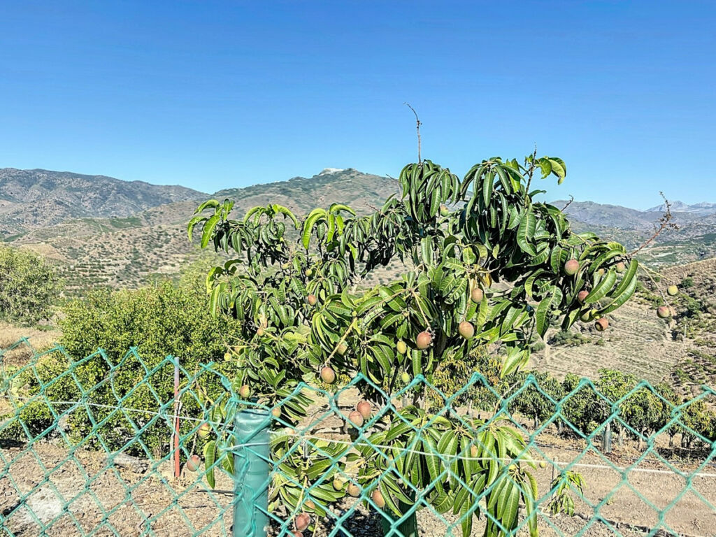 Finca - Cortijo Benamargosa Málaga - imagen 42