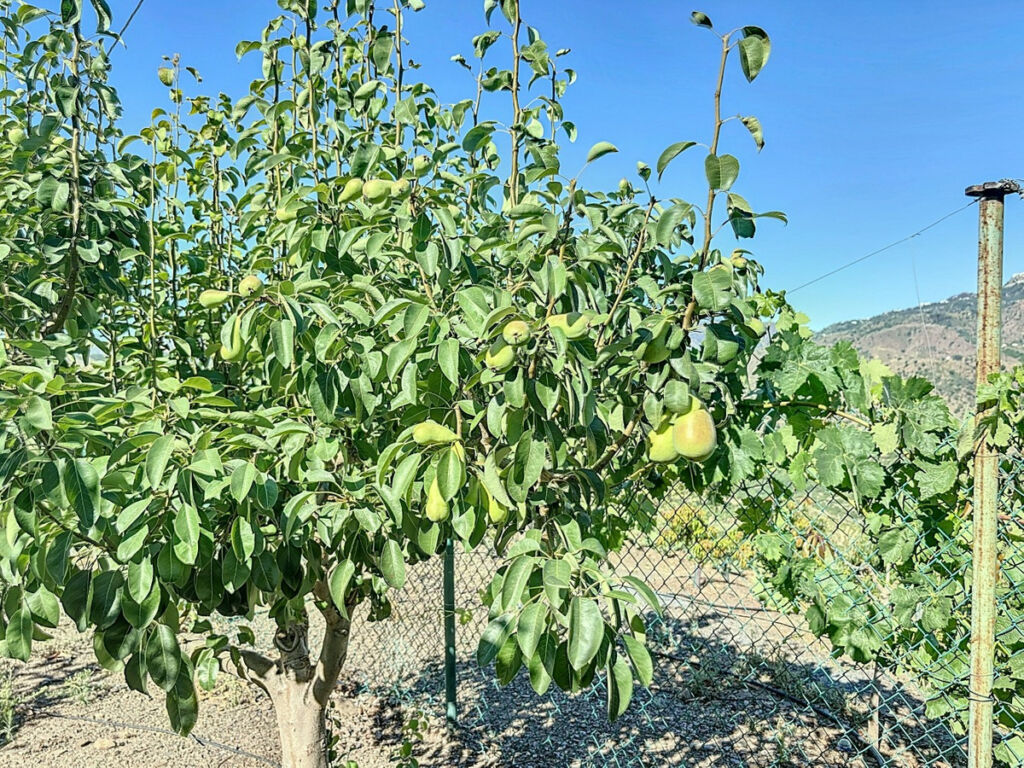 Finca - Cortijo Benamargosa Málaga - imagen 43