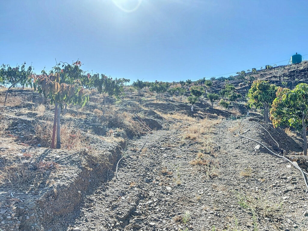 Finca - Cortijo Benamargosa Málaga - imagen 44