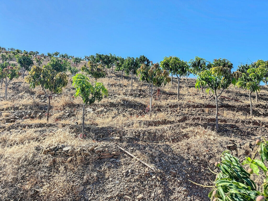 Finca - Cortijo Benamargosa Málaga - imagen 47